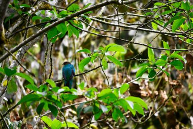 Doğal koşullarda bir daldaki küçük Galapagos kuşu