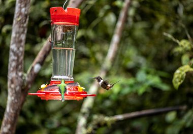 Ekvador 'un vahşi ormanlarındaki nektarlarla beslenen olağanüstü renklerde ve renklerde.