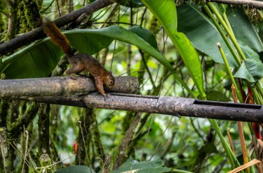 Ekvador 'un vahşi ormanlarındaki nektarlarla beslenen olağanüstü renklerde ve renklerde.