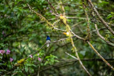 Ekvador 'un vahşi ormanlarındaki nektarlarla beslenen olağanüstü renklerde ve renklerde.