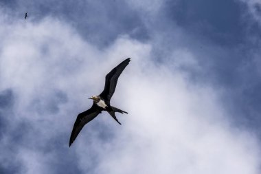 Bir kara firkateyn kuşu sürüsü başarılı bir katil balina avına çıkıp balık kalıntılarından kâr elde etmek için uçtu.