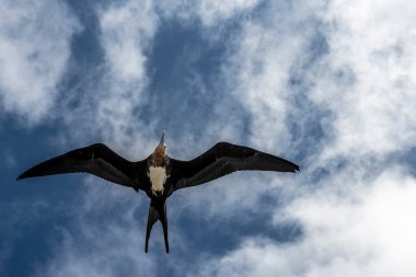 Bir kara firkateyn kuşu sürüsü başarılı bir katil balina avına çıkıp balık kalıntılarından kâr elde etmek için uçtu.