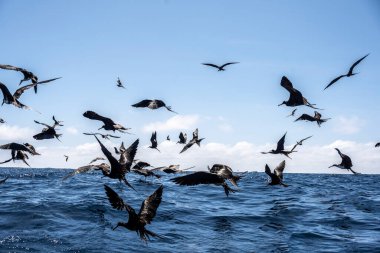 Bir kara firkateyn kuşu sürüsü başarılı bir katil balina avına çıkıp balık kalıntılarından kâr elde etmek için uçtu.