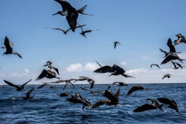 Bir kara firkateyn kuşu sürüsü başarılı bir katil balina avına çıkıp balık kalıntılarından kâr elde etmek için uçtu.