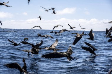 Siyah Galapagos firkateyn kuşu mavi gökyüzünde süzülüyor.