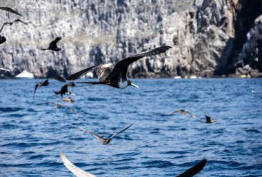 Siyah Galapagos firkateyn kuşu mavi gökyüzünde süzülüyor.