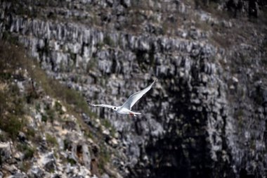 Siyah Galapagos firkateyn kuşu mavi gökyüzünde süzülüyor.