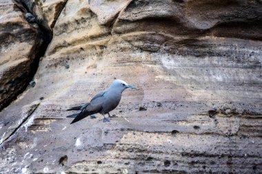 Siyah Galapagos firkateyn kuşu mavi gökyüzünde süzülüyor.