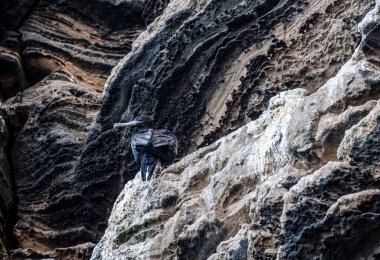 Siyah Galapagos firkateyn kuşu mavi gökyüzünde süzülüyor.