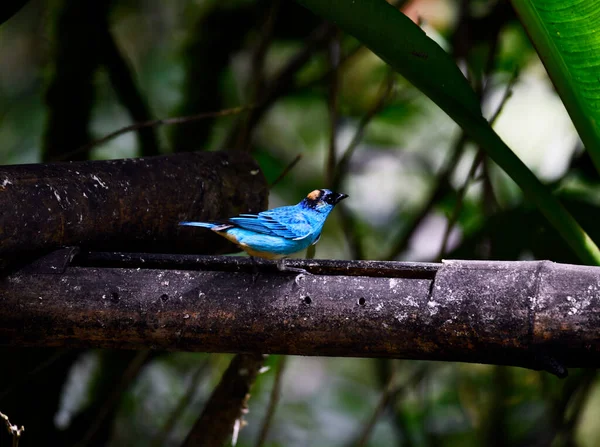 Kleiner Galapagos Vogel Auf Einem Zweig Unter Natürlichen Bedingungen — Stockfoto