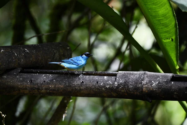 Kleiner Galapagos Vogel Auf Einem Zweig Unter Natürlichen Bedingungen — Stockfoto