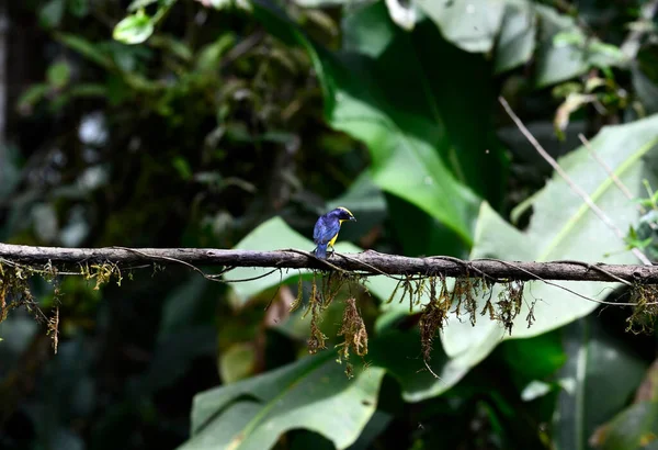 Small Galapagos Bird Branch Natural Conditions — Foto de Stock