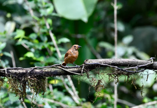 Small Galapagos Bird Branch Natural Conditions — Stock Fotó