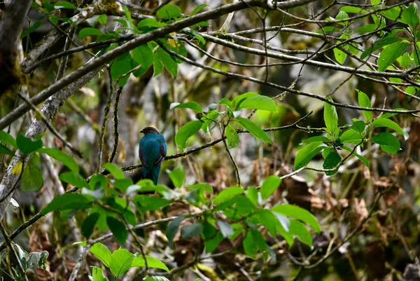 Small Galapagos Bird Branch Natural Conditions — Stockfoto