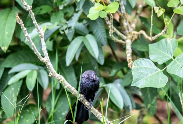 自然条件下树枝上的小加拉帕戈斯鸟 — 图库照片