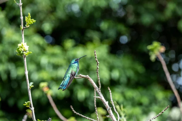 Extraordinary Colors Colors Caliber Nectar Feeders Wild Forest Ecuador — Fotografia de Stock