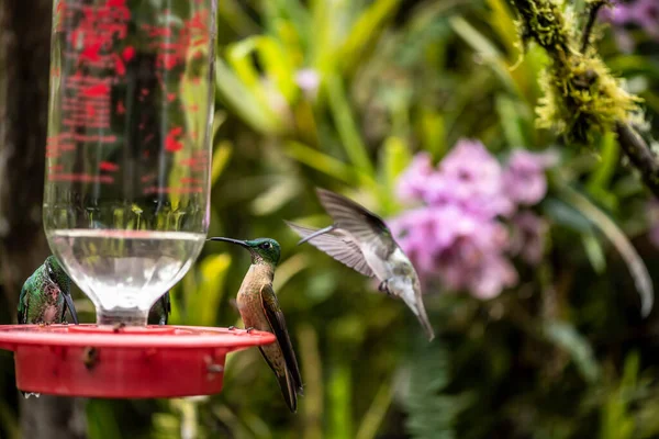 Extraordinary Colors Colors Caliber Nectar Feeders Wild Forest Ecuador — Fotografia de Stock