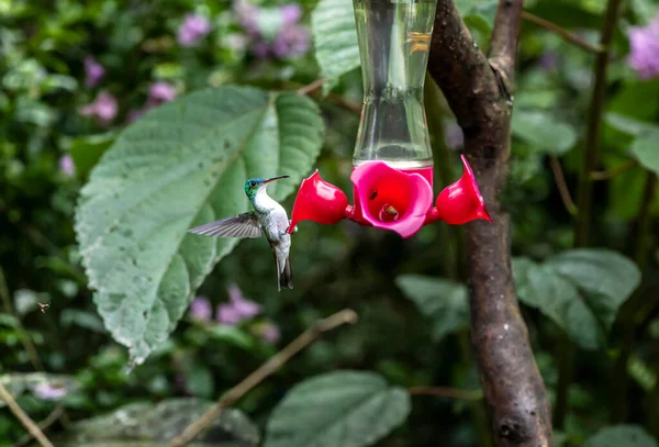 エクアドルの野生の森の蜜供給者の近くの口径の特別な色と色の — ストック写真