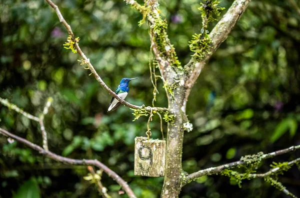 Extraordinary Colors Colors Caliber Nectar Feeders Wild Forest Ecuador — 图库照片