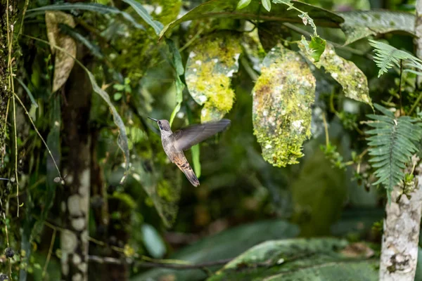 Extraordinary Colors Colors Caliber Nectar Feeders Wild Forest Ecuador — Stock Fotó