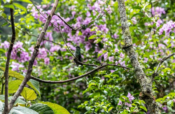 Extraordinary Colors Colors Caliber Nectar Feeders Wild Forest Ecuador —  Fotos de Stock