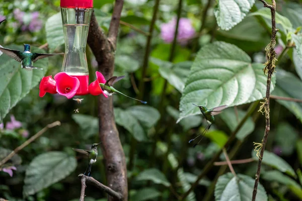 Extraordinary Colors Colors Caliber Nectar Feeders Wild Forest Ecuador — стоковое фото