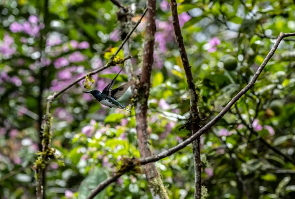 Extraordinary Colors Colors Caliber Nectar Feeders Wild Forest Ecuador — Foto de Stock