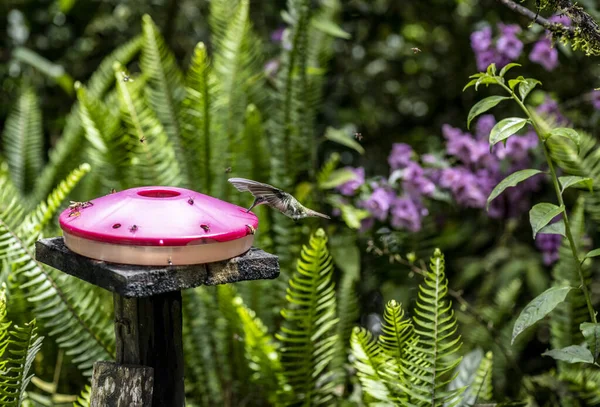 Extraordinary Colors Colors Caliber Nectar Feeders Wild Forest Ecuador — Zdjęcie stockowe