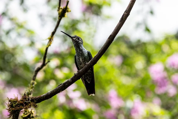 Extraordinary Colors Colors Caliber Nectar Feeders Wild Forest Ecuador — Foto de Stock