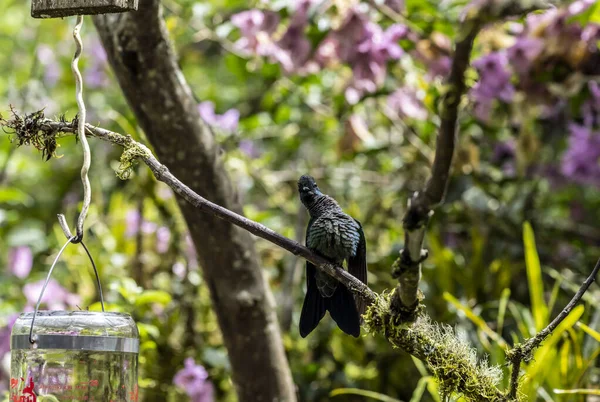 Extraordinary Colors Colors Caliber Nectar Feeders Wild Forest Ecuador — Foto Stock