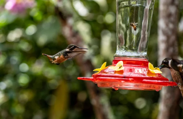 Extraordinary Colors Colors Caliber Nectar Feeders Wild Forest Ecuador — Stockfoto