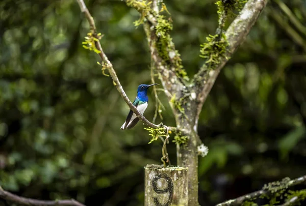 Extraordinary Colors Colors Caliber Nectar Feeders Wild Forest Ecuador — Stockfoto