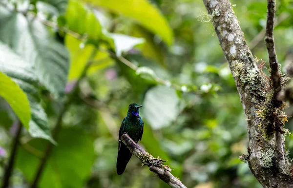 Extraordinary Colors Colors Caliber Nectar Feeders Wild Forest Ecuador — Foto de Stock