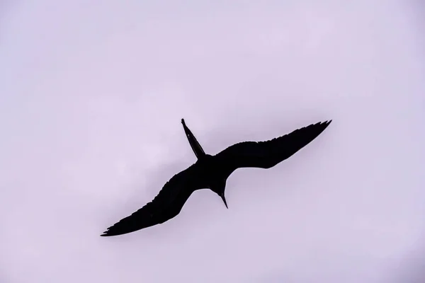 Blue Footed Galapagos Boobies Chose Front Ship Rest — Foto Stock