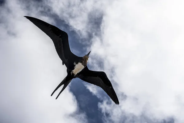 Flock Black Frigate Birds Flew Successful Killer Whale Hunt Order — Stockfoto