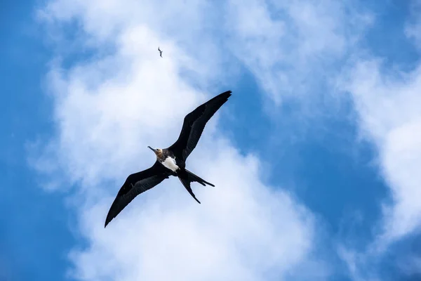 Bando Aves Fragata Negra Voou Uma Caça Bem Sucedida Baleia — Fotografia de Stock