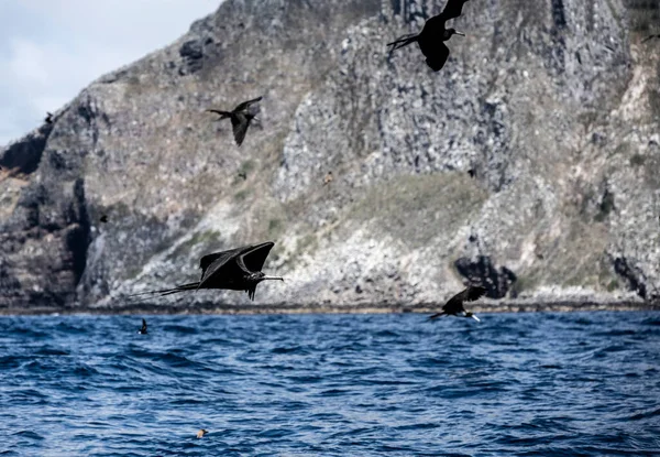 Μαύρο Πουλί Φρεγάτα Galapagos Που Πετά Στον Γαλάζιο Ουρανό — Φωτογραφία Αρχείου