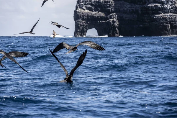 Black Galapagos Frigate Bird Soaring Blue Sky — Stockfoto