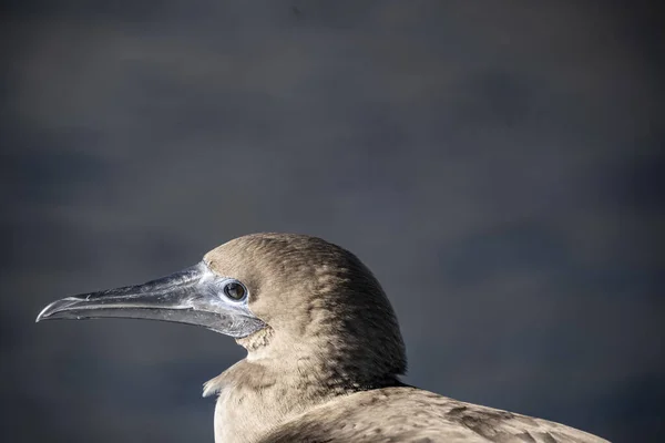 Blue Footed Galapagos Boobies Close Sky — Foto de Stock