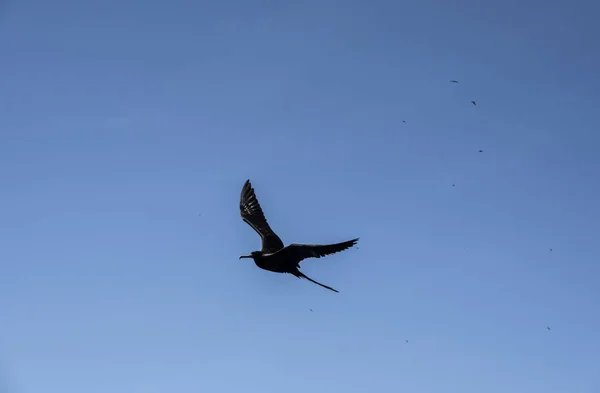 Zwarte Galapagos Fregatvogel Zwevend Tegen Blauwe Lucht — Stockfoto