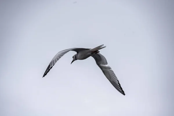 Fragata Negra Galápagos Pájaro Volando Contra Cielo Azul — Foto de Stock