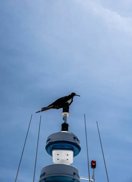 stock image black galapagos frigate bird soaring against blue sky