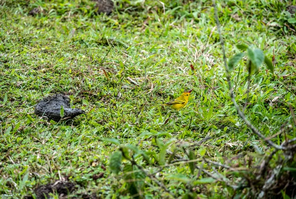 Small Galapagos Bird Branch Natural Conditions — Fotografia de Stock