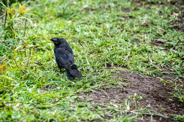 Small Galapagos Bird Branch Natural Conditions — 图库照片