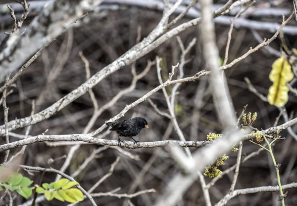 Kleiner Galapagos Vogel Auf Einem Zweig Unter Natürlichen Bedingungen — Stockfoto