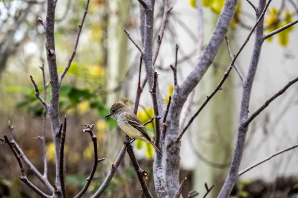 Small Galapagos Bird Branch Natural Conditions — Photo