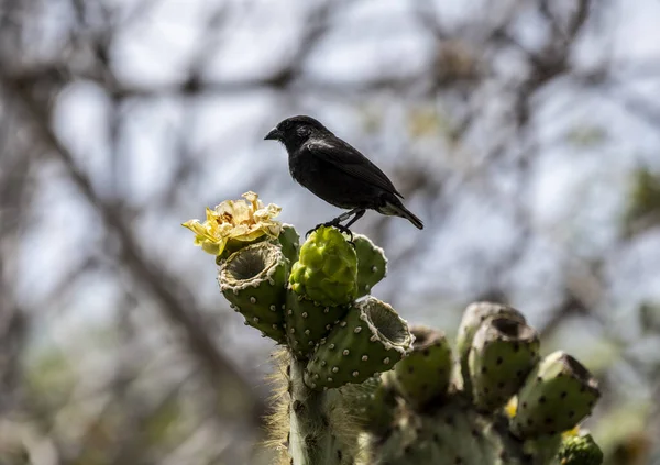 Small Galapagos Bird Branch Natural Conditions — Stock Fotó