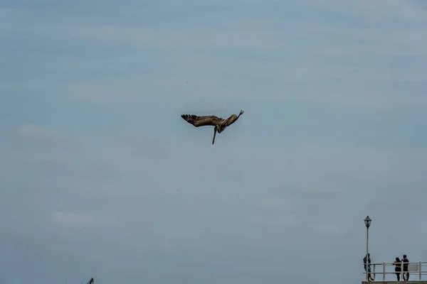 Pelicano Faz Mergulho Água Vista Peixe — Fotografia de Stock