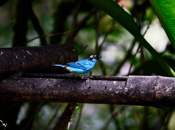 Malý Ptáček Galapágy Větvi Přirozených Podmínkách Royalty Free Stock Obrázky