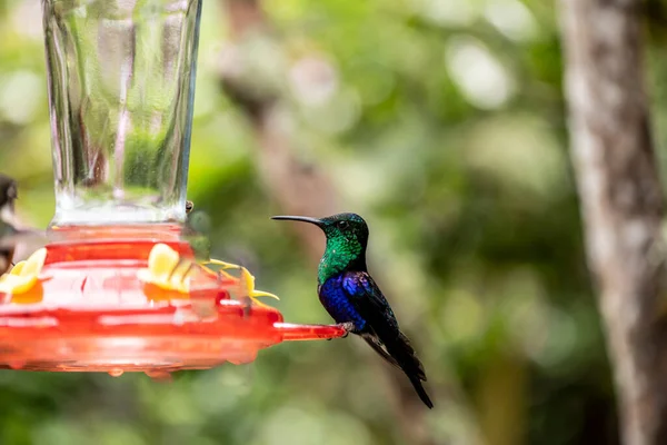 Extraordinary Colors Colors Caliber Nectar Feeders Wild Forest Ecuador Стокове Фото